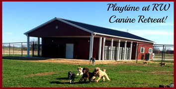 Playtime at RW Canine Retreat | Dog Boarding | Texas