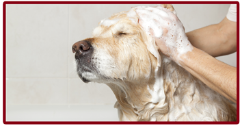 DOGGIE SPA PACKAGES while Boarding at RW Canine Retreat in Texas